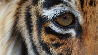 BUITEN BEELD Foto: 300888
