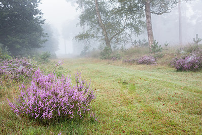 BUITEN BEELD Foto: 300905