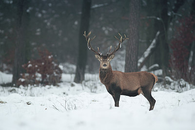BUITEN BEELD Foto: 300922