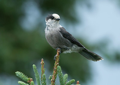 BUITEN BEELD Foto: 300952