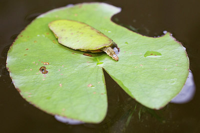 BUITEN BEELD Foto: 300958