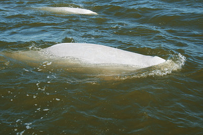 BUITEN BEELD Foto: 300960