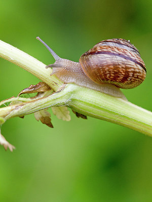 BUITEN BEELD Foto: 300985
