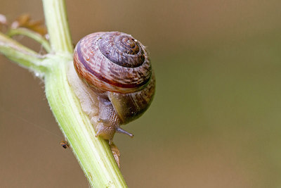 BUITEN BEELD Foto: 300986