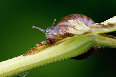 BUITEN BEELD Foto: 300987