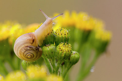 BUITEN BEELD Foto: 300995