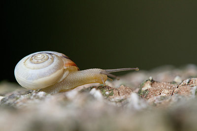 BUITEN BEELD Foto: 300996