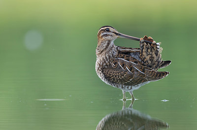 BUITEN BEELD Foto: 301019