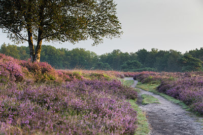 BUITEN BEELD Foto: 301041