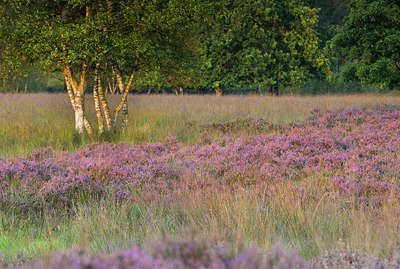 BUITEN BEELD Foto: 301042