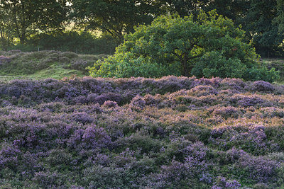 BUITEN BEELD Foto: 301043
