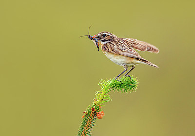 BUITEN BEELD Foto: 301045