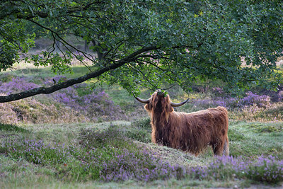 BUITEN BEELD Foto: 301056