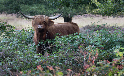 BUITEN BEELD Foto: 301060