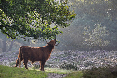 BUITEN BEELD Foto: 301096