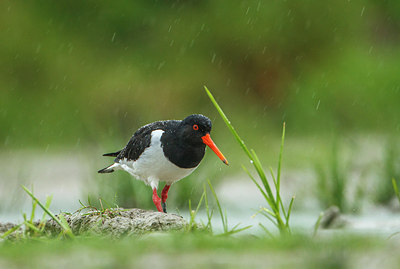 BUITEN BEELD Foto: 301112