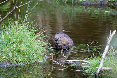 BUITEN BEELD Foto: 301130