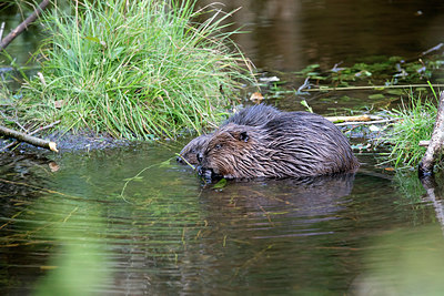 BUITEN BEELD Foto: 301133