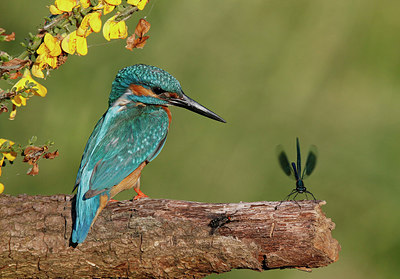 BUITEN BEELD Foto: 301139