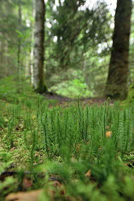 BUITEN BEELD Foto: 301153