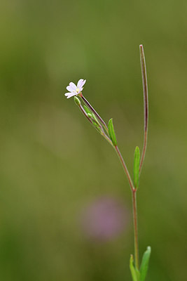 BUITEN BEELD Foto: 301159