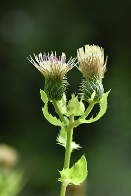 BUITEN BEELD Foto: 301179