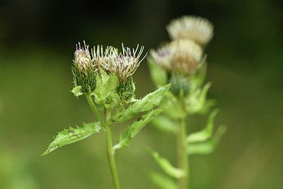 BUITEN BEELD Foto: 301180