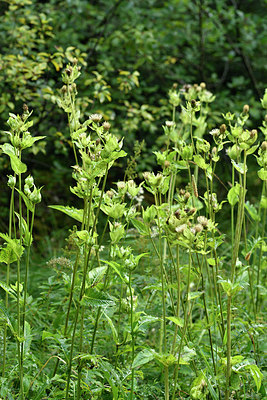 BUITEN BEELD Foto: 301181