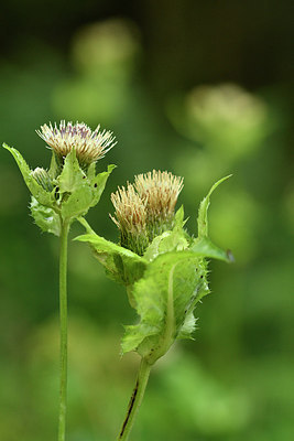 BUITEN BEELD Foto: 301185