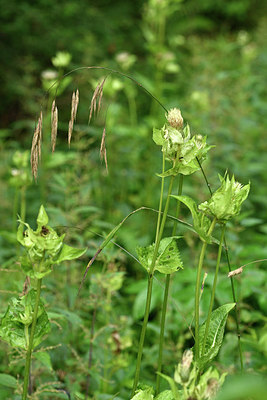 BUITEN BEELD Foto: 301188