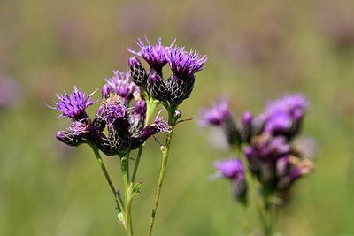 BUITEN BEELD Foto: 301195