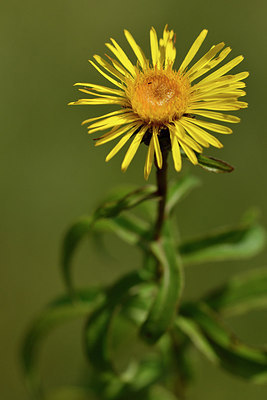 BUITEN BEELD Foto: 301197
