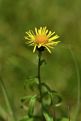 BUITEN BEELD Foto: 301198