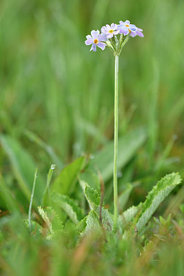 BUITEN BEELD Foto: 301225