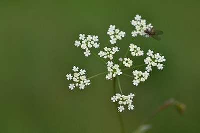 BUITEN BEELD Foto: 301231