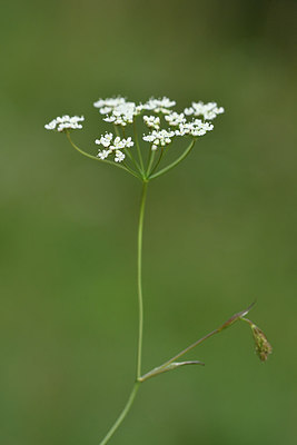 BUITEN BEELD Foto: 301232