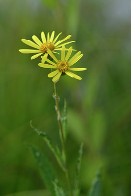 BUITEN BEELD Foto: 301237
