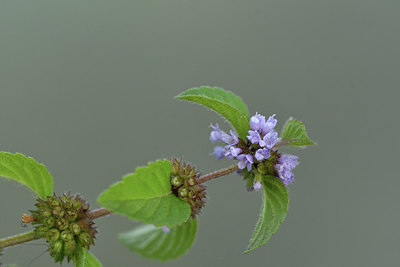 BUITEN BEELD Foto: 301239