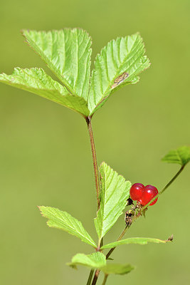 BUITEN BEELD Foto: 301254