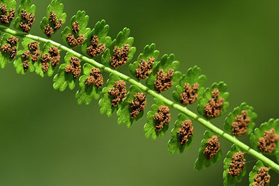 BUITEN BEELD Foto: 301263