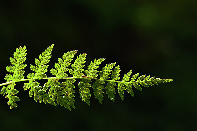 BUITEN BEELD Foto: 301280
