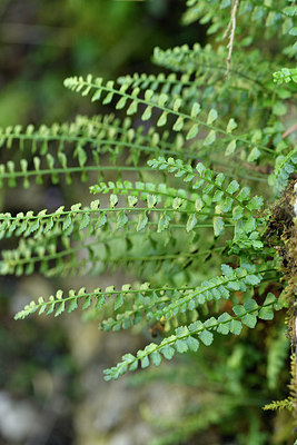 BUITEN BEELD Foto: 301285