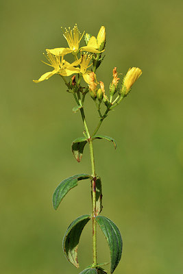 BUITEN BEELD Foto: 301334