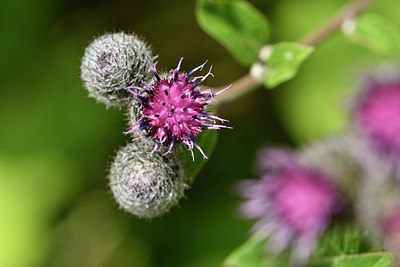 BUITEN BEELD Foto: 301335