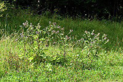 BUITEN BEELD Foto: 301337
