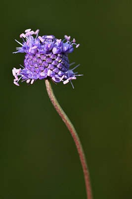 BUITEN BEELD Foto: 301342