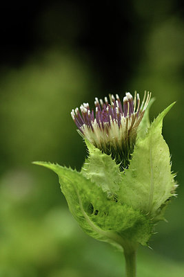 BUITEN BEELD Foto: 301376