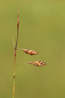 BUITEN BEELD Foto: 301410