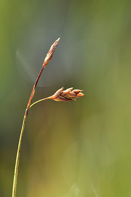 BUITEN BEELD Foto: 301439