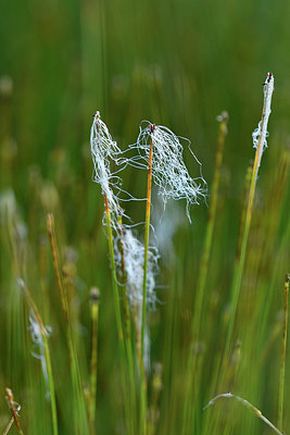 BUITEN BEELD Foto: 301441